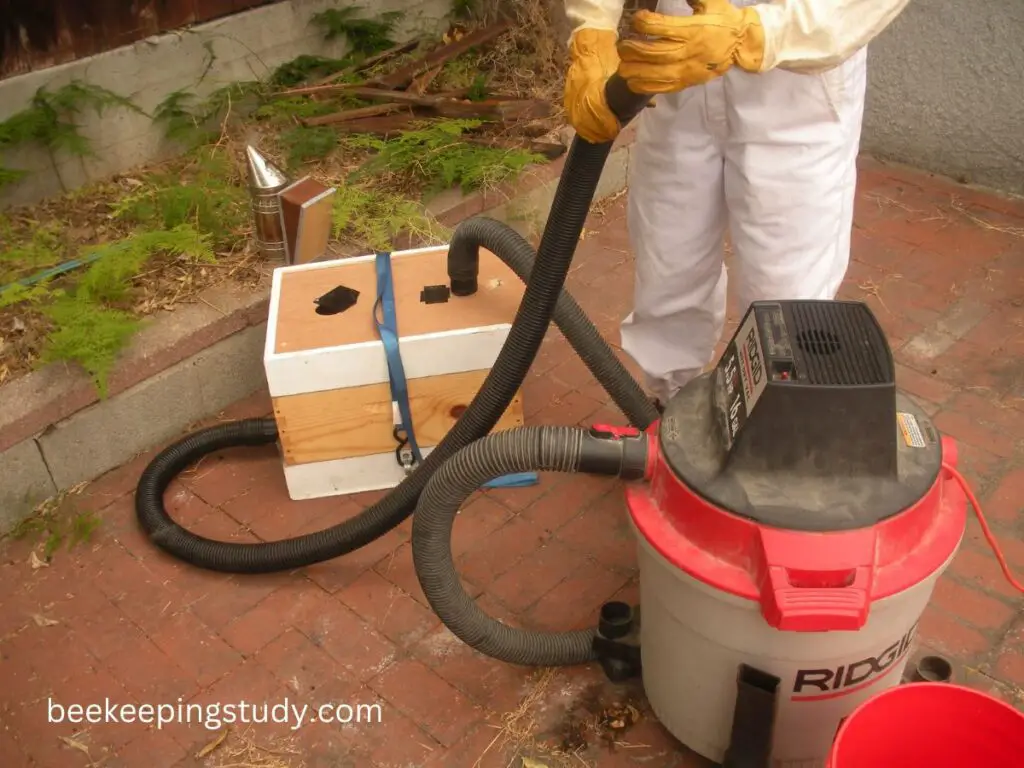 4 Easy DIY Bee Vacuum Plans (Build A Portable Bee Vac) Beekeepingstudy
