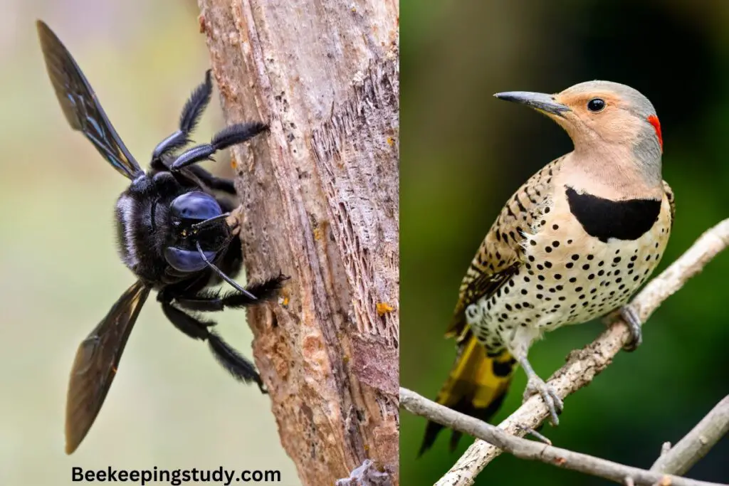 Do Woodpeckers Eat Carpenter Bees? (The Truth) Beekeepingstudy