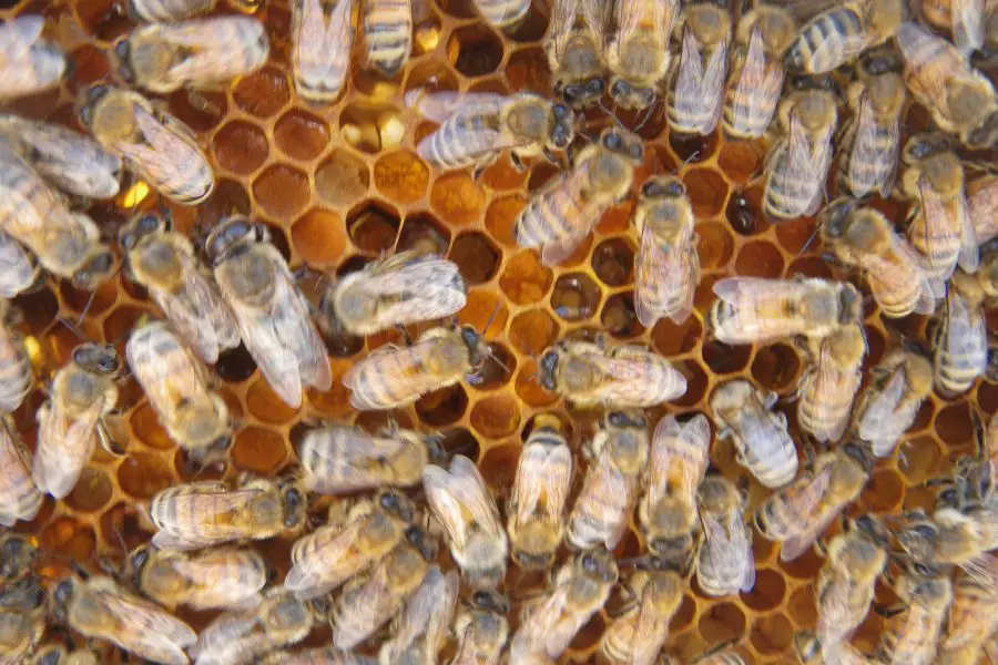 A Queenless Hive