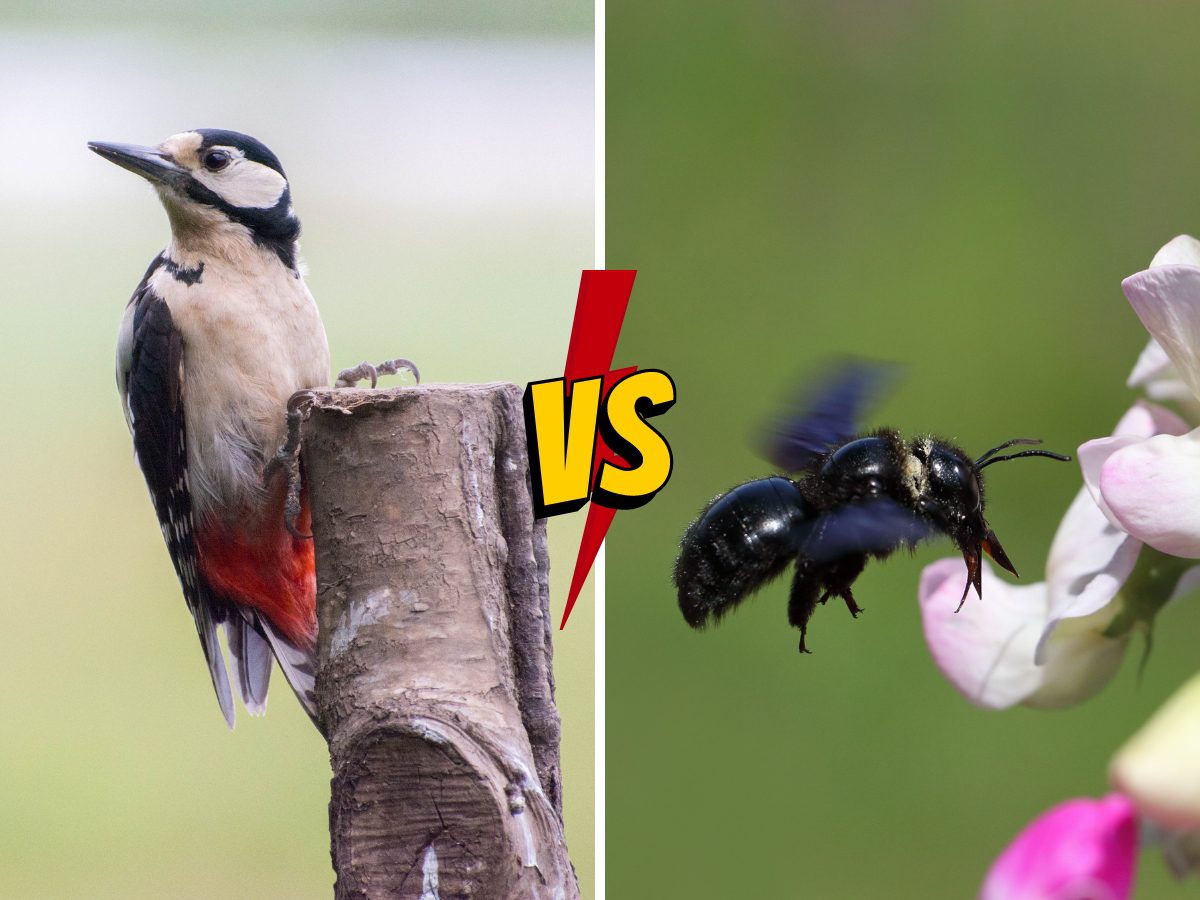 Woodpeckers Vs Carpenter Bees