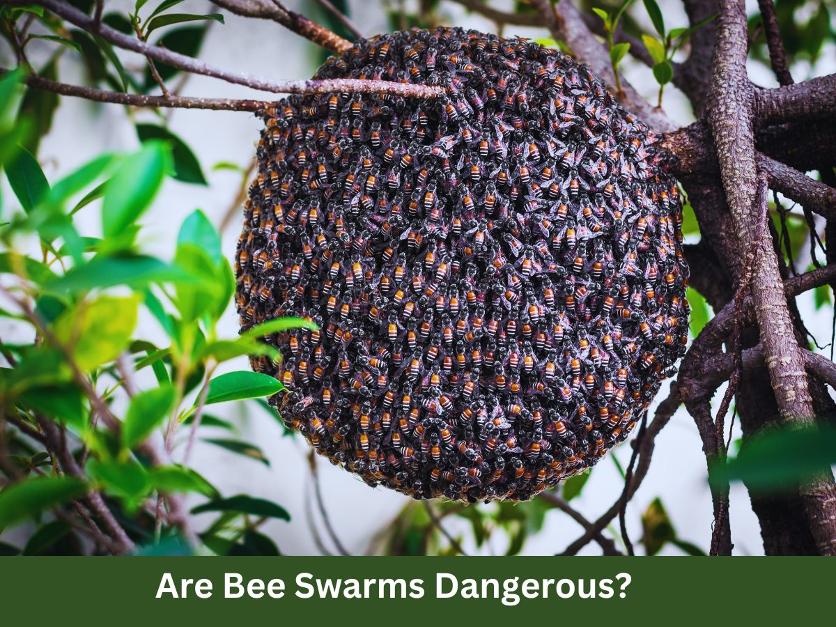 Are Bee Swarms Dangerous
