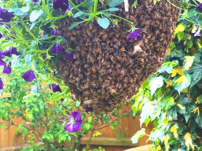 Bee nest close to a house