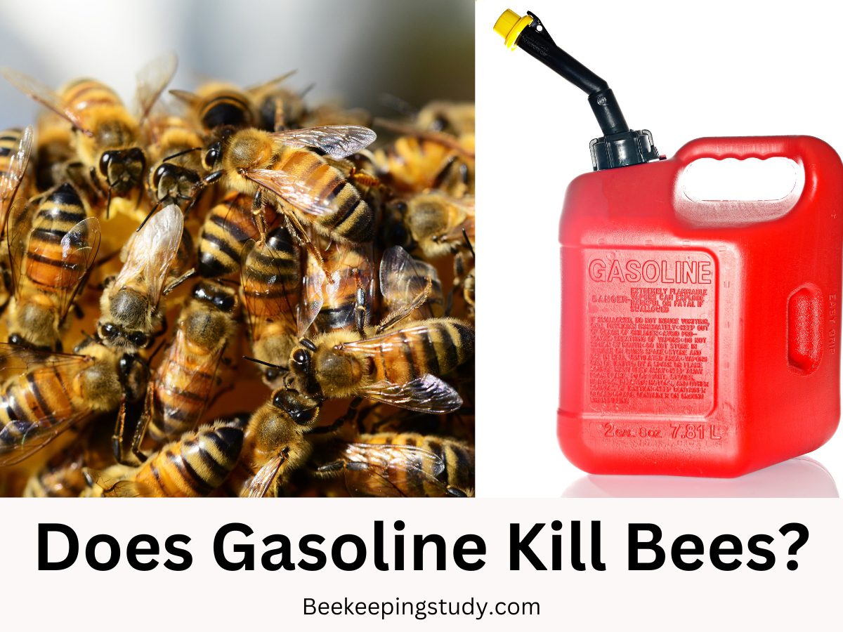 Does Gasoline Kill Bees