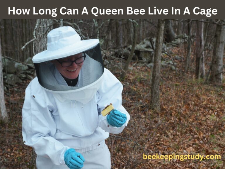 How Long Can A Queen Bee Live In A Cage (What Should Do?)