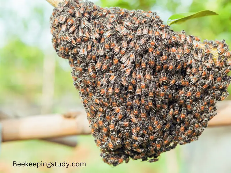Overpopulated Bee Nest