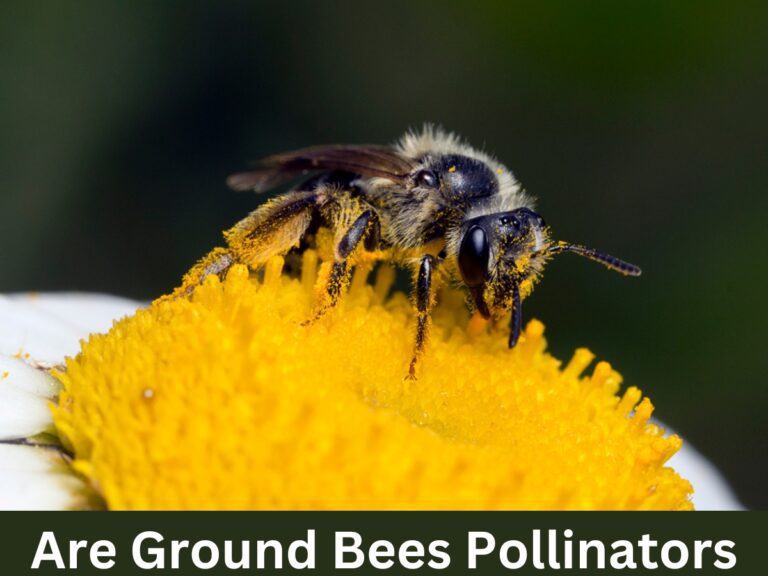 Are Ground Bees Pollinators