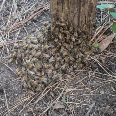 Bee Cluster on the ground