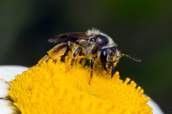 Bee collecting pollen from flower