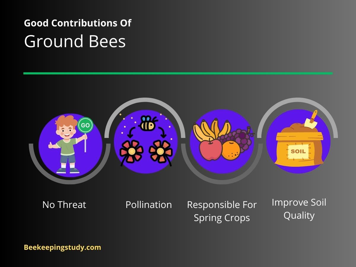 Contributions Of Ground Bees