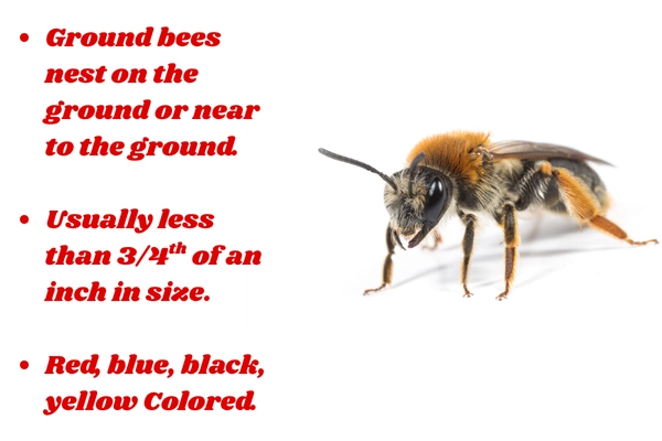 Ground Bee