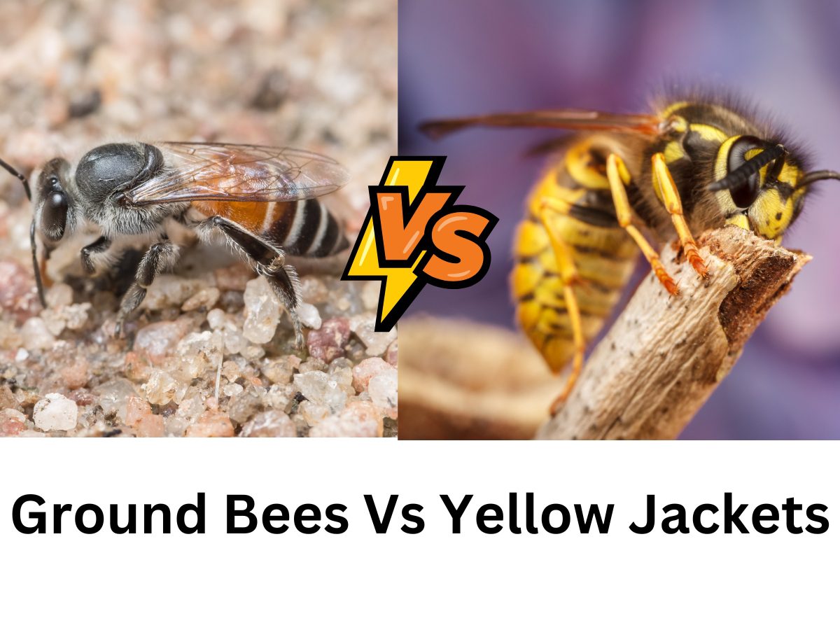 Ground bees Vs Yellow Jackets