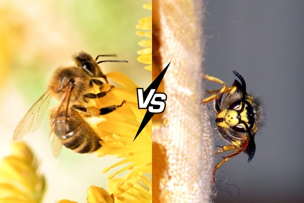 Ground bees vs yellow jackets