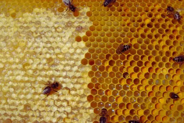 Stored Honey