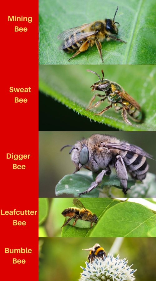Different types of ground bees