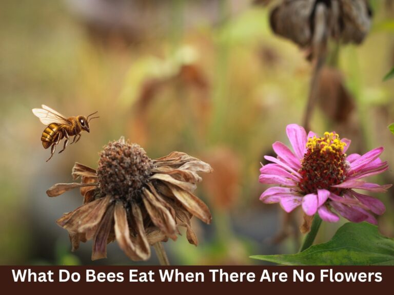 What Do Bees Eat When There Are No Flowers