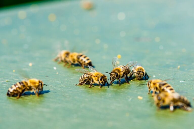 10 Possible Reasons Why Do Bees Walk On The Ground Beekeepingstudy