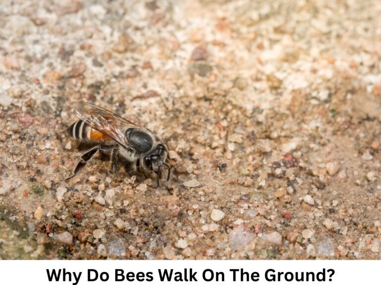 Why Do Bees Walk On The Ground