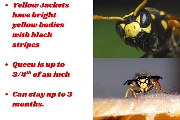 Yellow Jackets