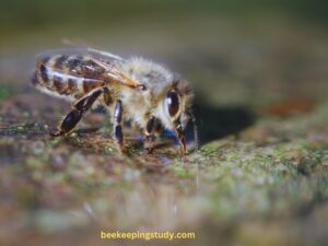 Aggressive Bees That Live In The Ground