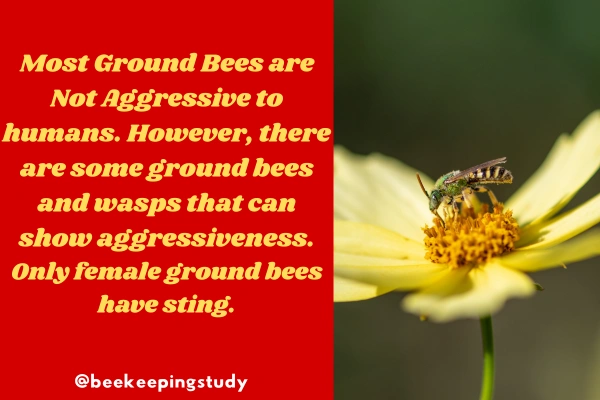 Are ground bees aggressive?