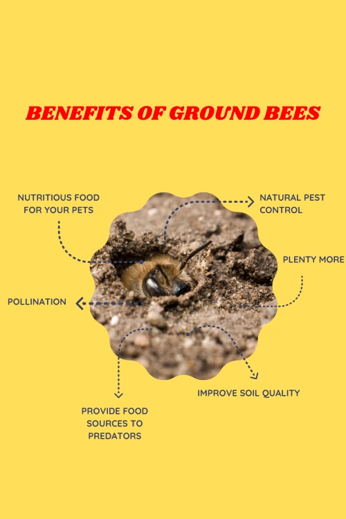 Benefits of ground bees