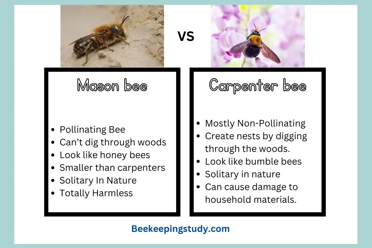 Comparison Between Mason Bee Vs Carpenter Bee