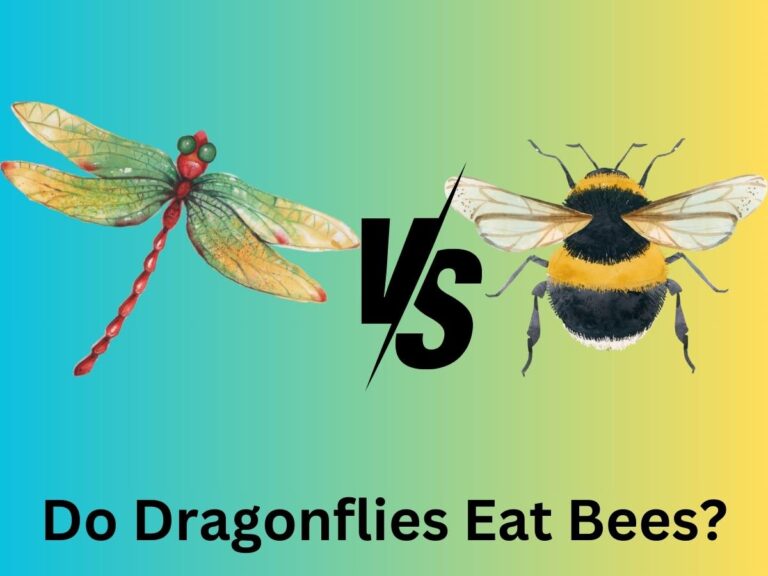 Do Dragonflies Eat Bees