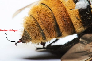 Ground Bee Stinger
