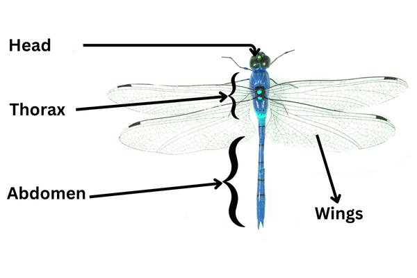 Dragonfly Body parts