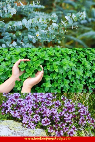 Ground Bee Repelling Plants