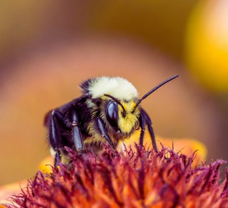 Ground nesting bumble bee