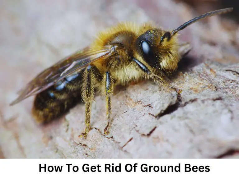 8 Effective Ways To Get Rid Of Ground Bees Without Killing