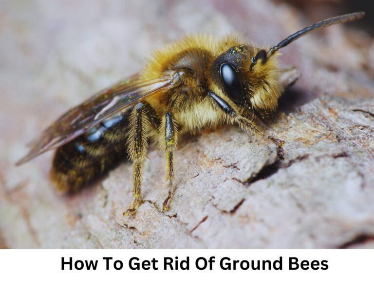 8 Effective Ways To Get Rid Of Ground Bees Without Killing