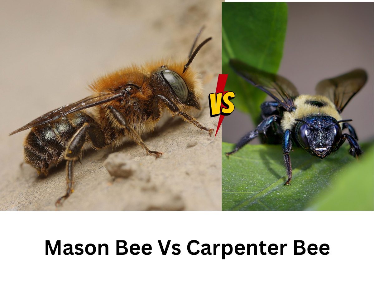 Mason Bee Vs Carpenter Bee
