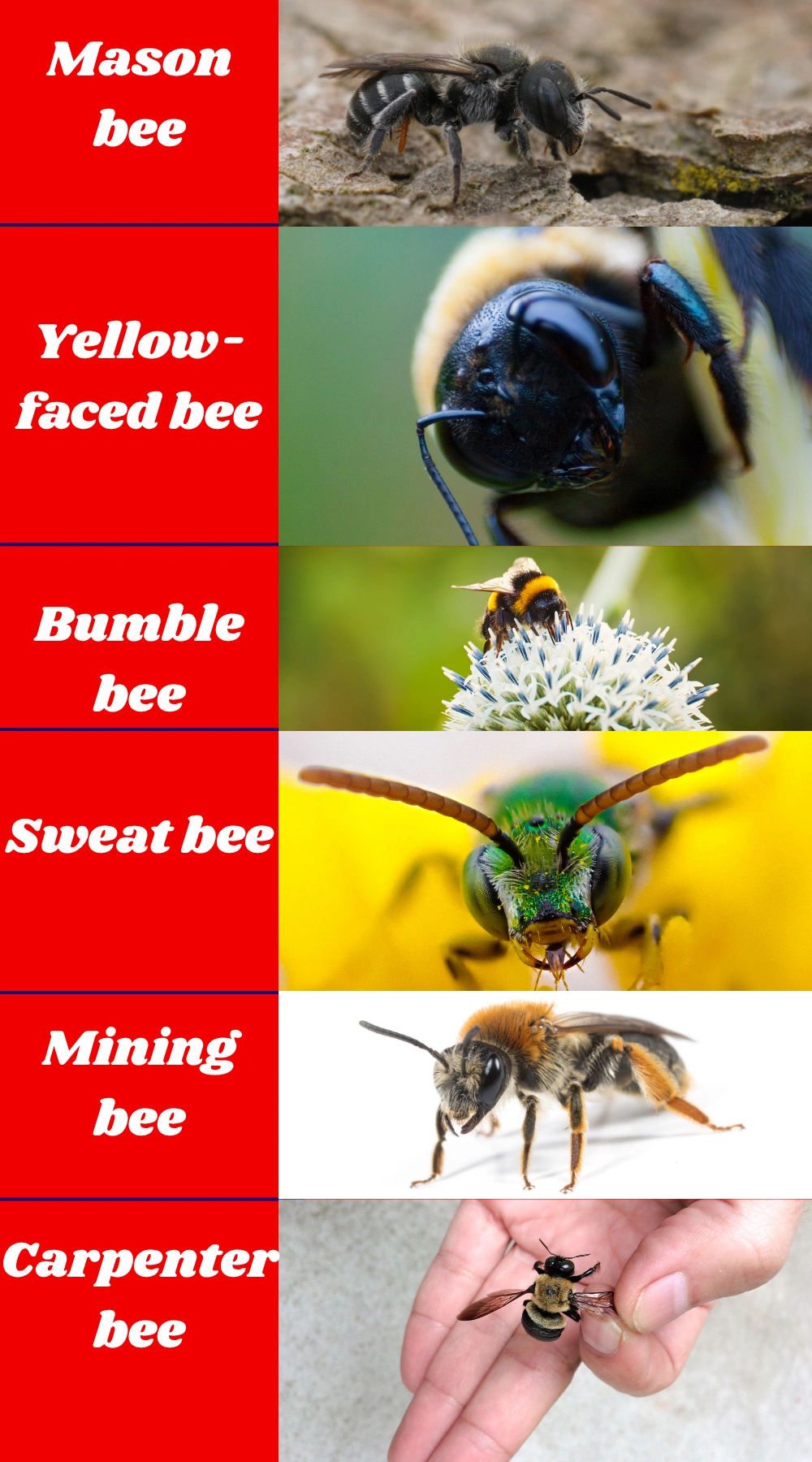 Mason bee, Yellow-faced bee, Bumble bee, Sweat bee, Mining bee, Carpenter bee
