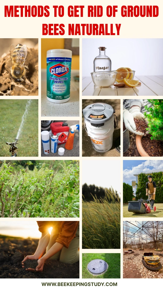How to Get Rid of Ground Bees Without Killing Them