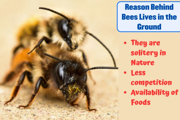 Reason Behind Bees Lives in the Ground