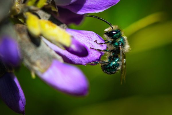 Sweat bee