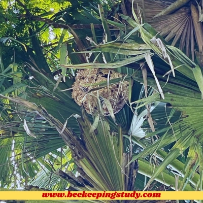 Wasp Nest