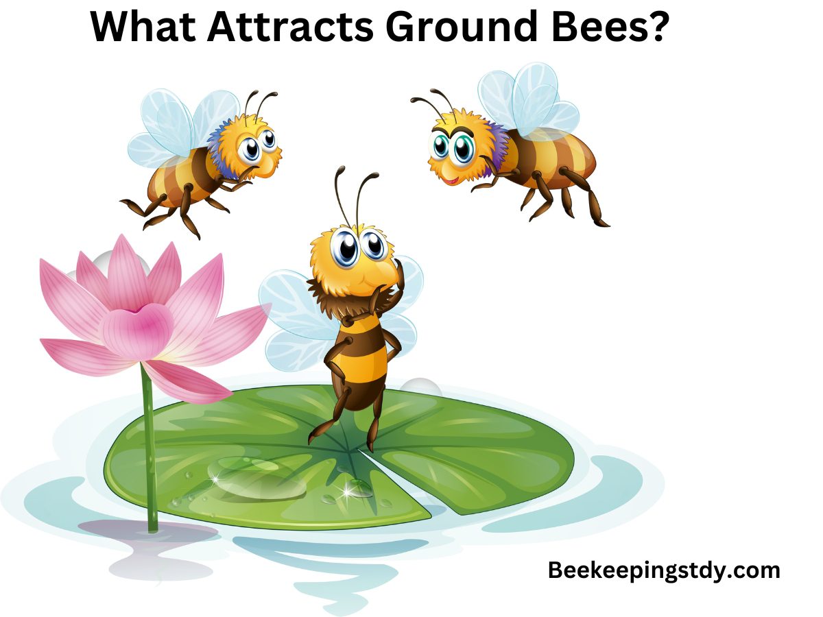 What Attracts Ground Bees