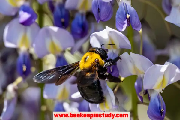 carpenter bee