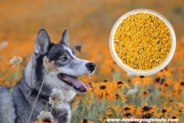 is bee pollen good for dogs?