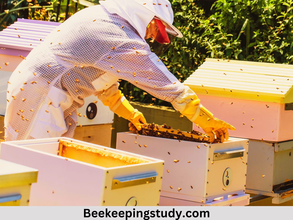 Perfect Time To Inspect Beehive In Different Seasons