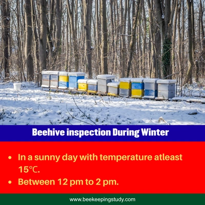 Best Time to Inspect Beehive in Winter
