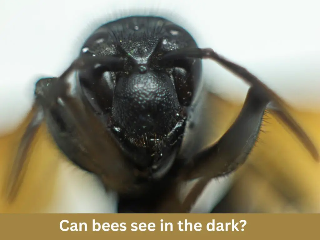 Surprising Fact Bees Can See In The Dark Beekeepingstudy