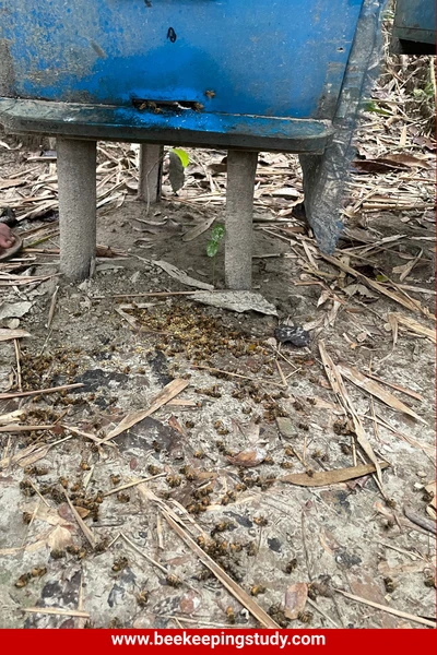 Dead Bees around Beehive