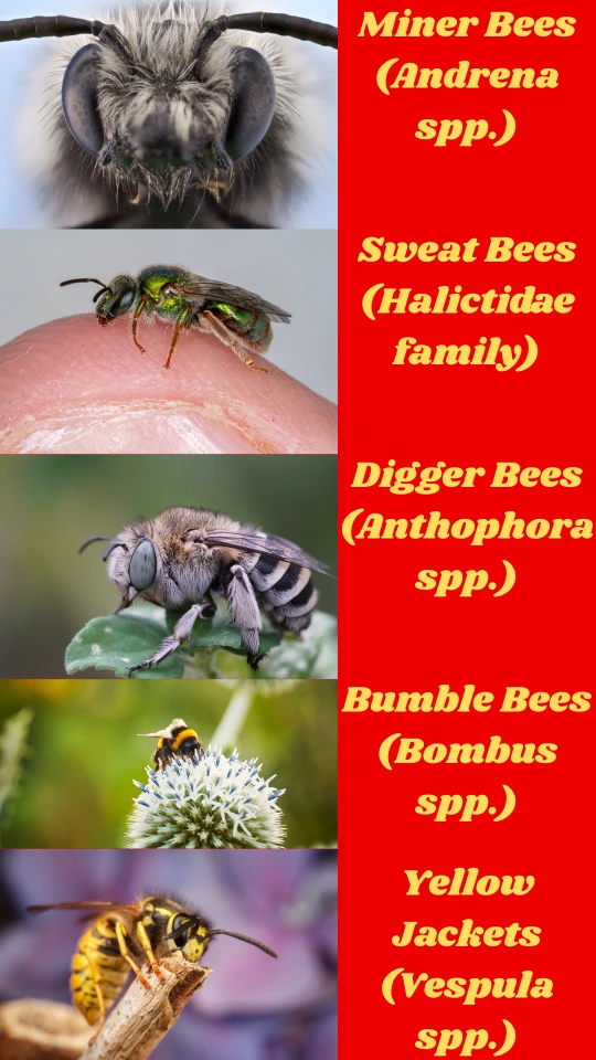 Different types of ground bees