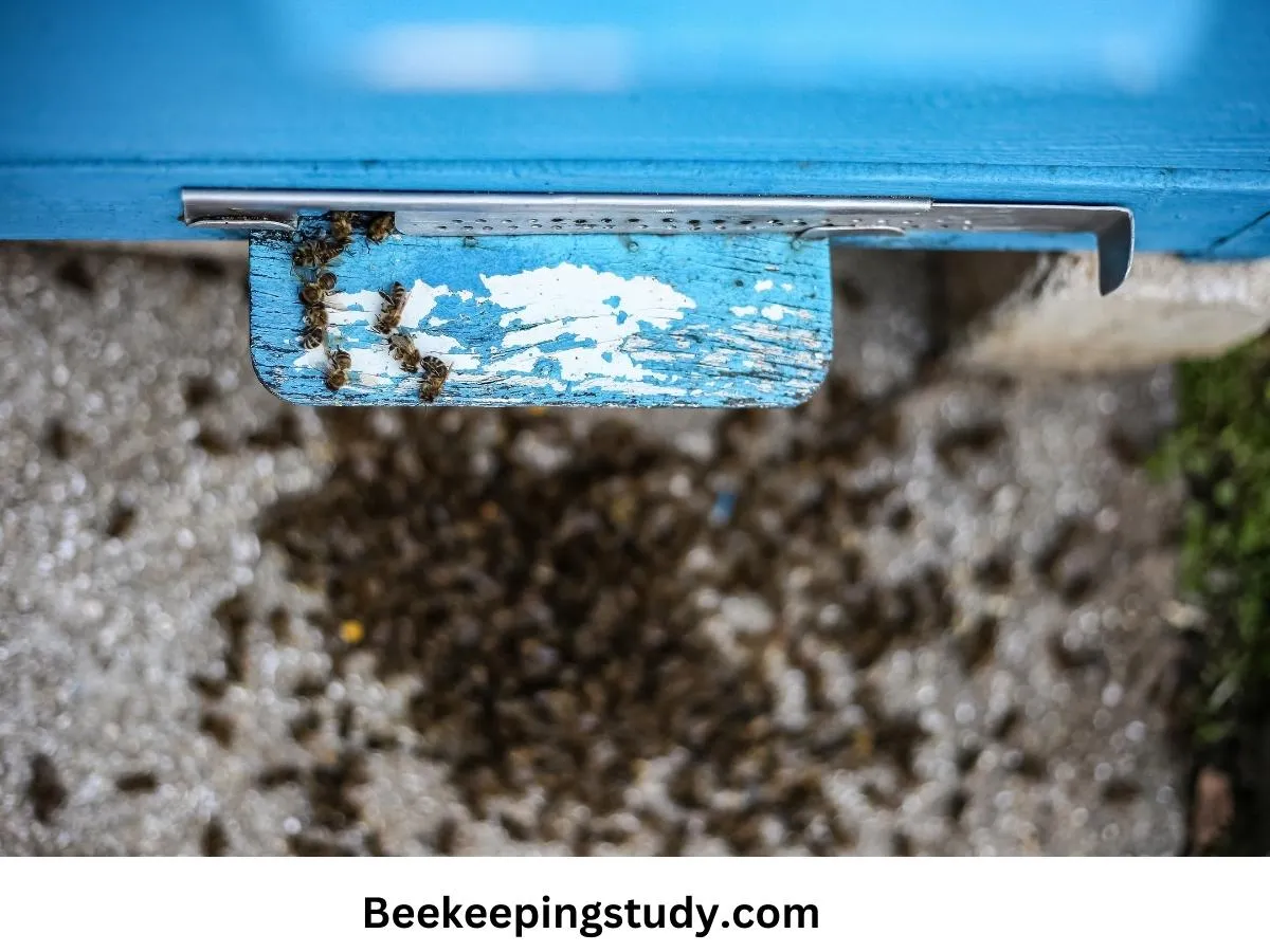 How To Get Rid Of Dead Bee Smell [Simple Way] BeekeepingStudy