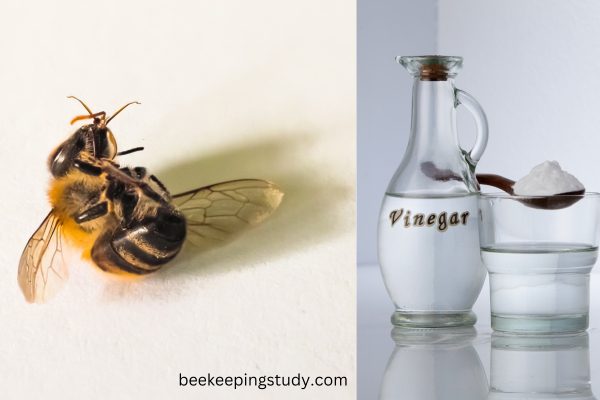 How To Get Rid Of Ground Bees With Vinegar