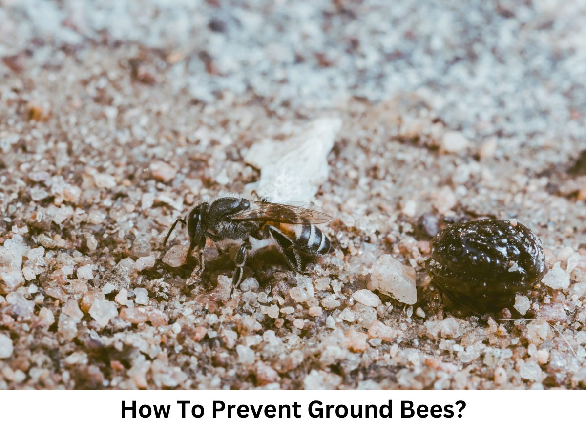 How To Prevent Ground Bees